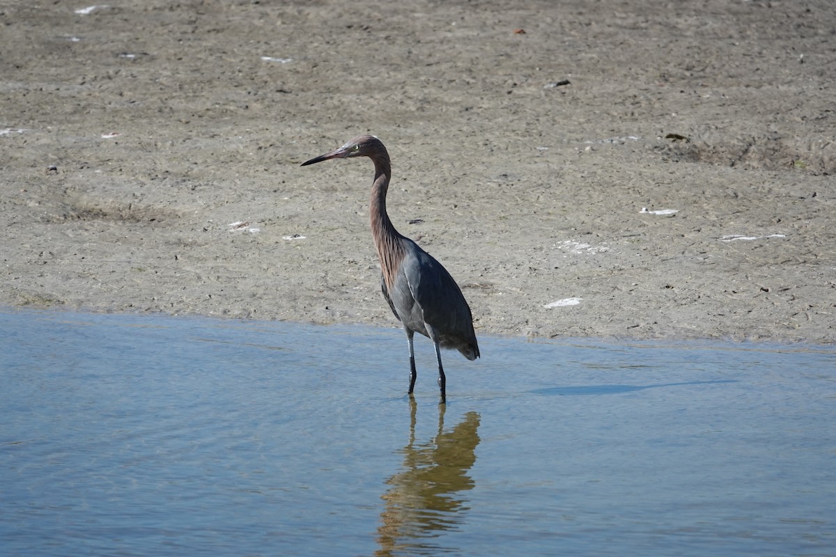 Kızılca Balıkçıl - ML647051190