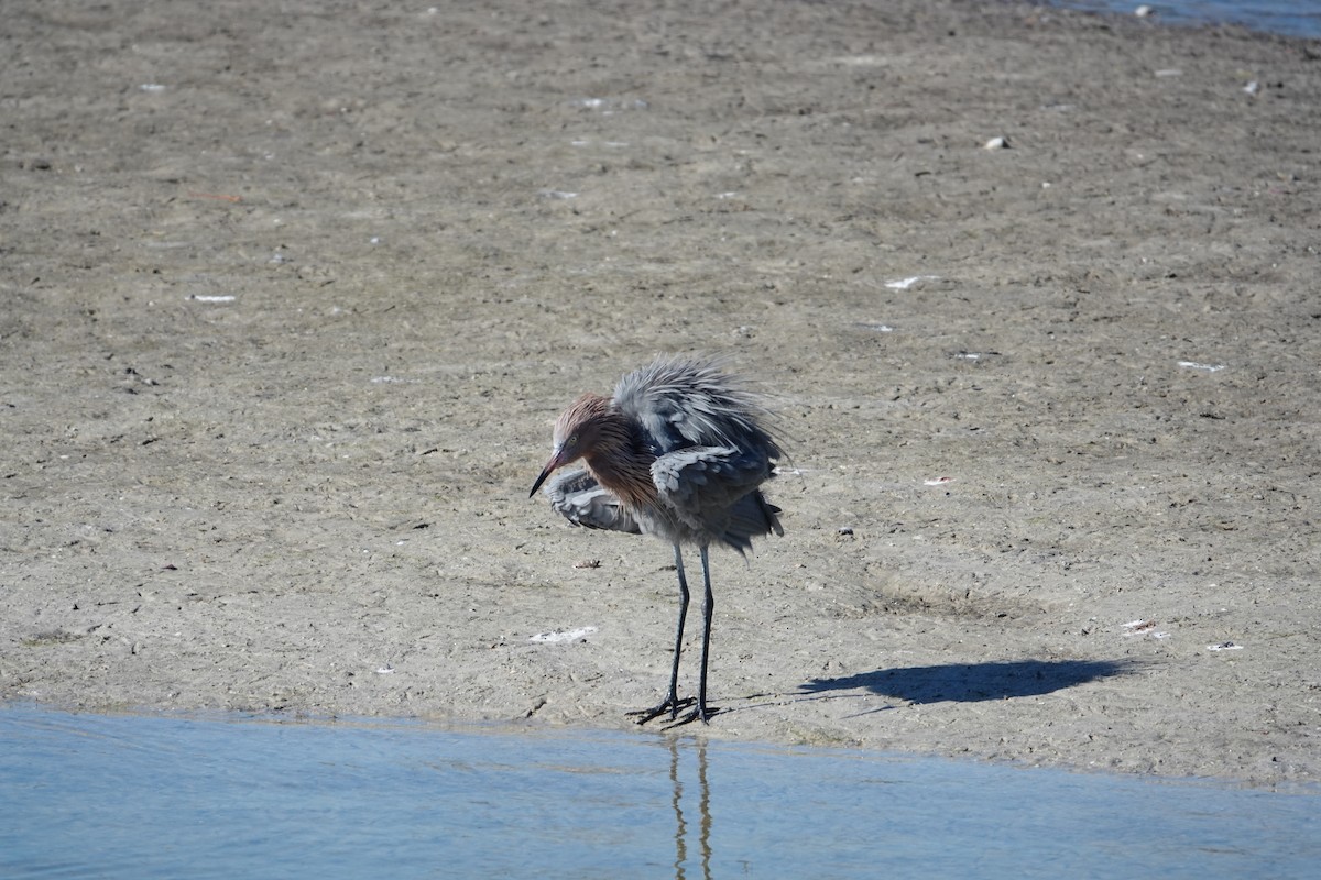 Kızılca Balıkçıl - ML647051191