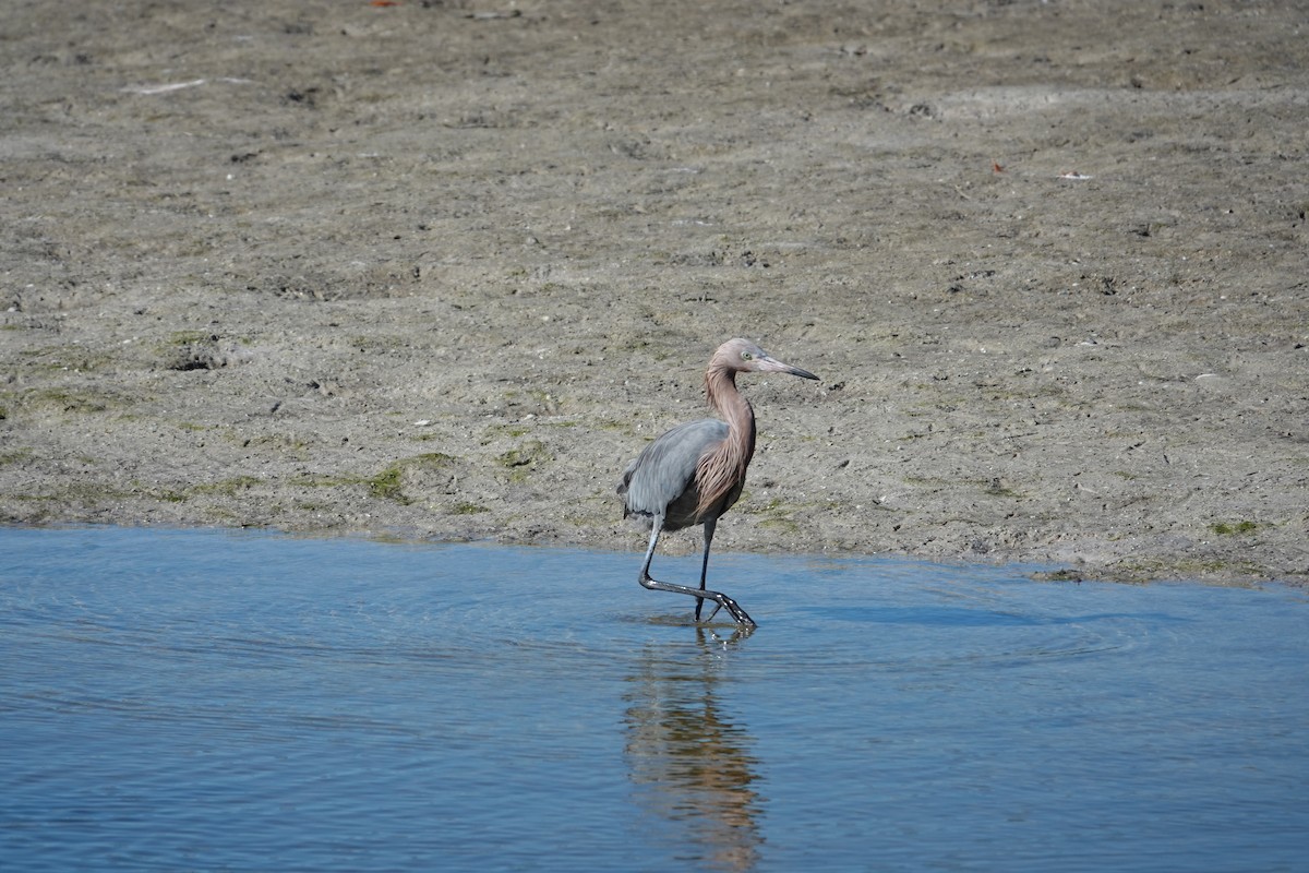 Kızılca Balıkçıl - ML647051192