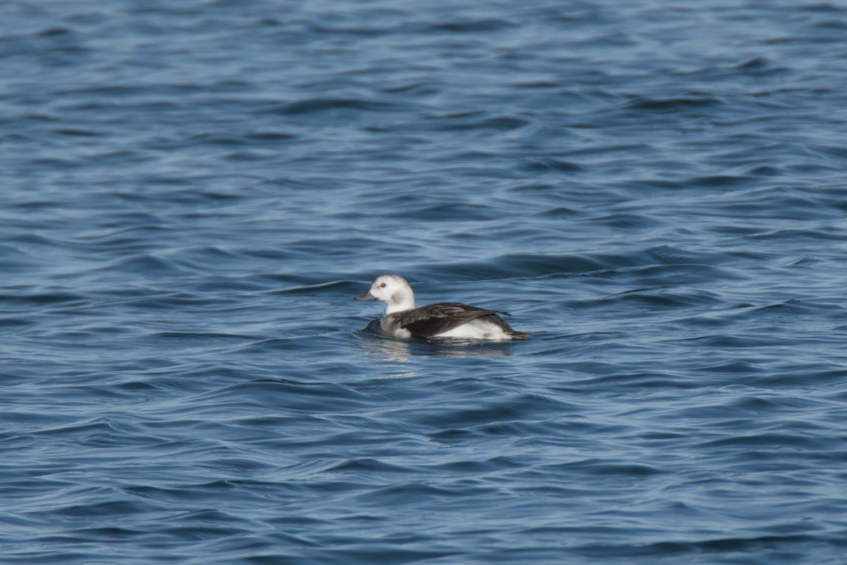 Long-tailed Duck - ML647051205