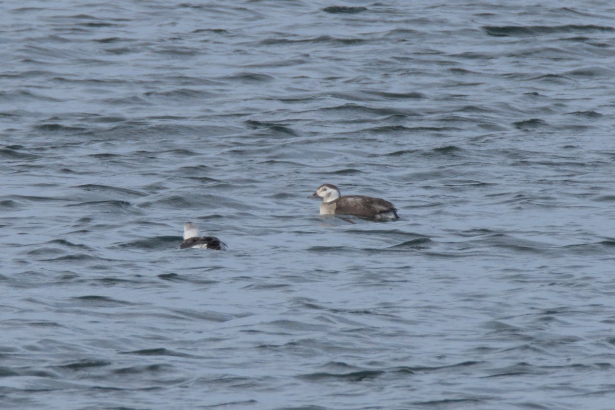 Long-tailed Duck - ML647051206