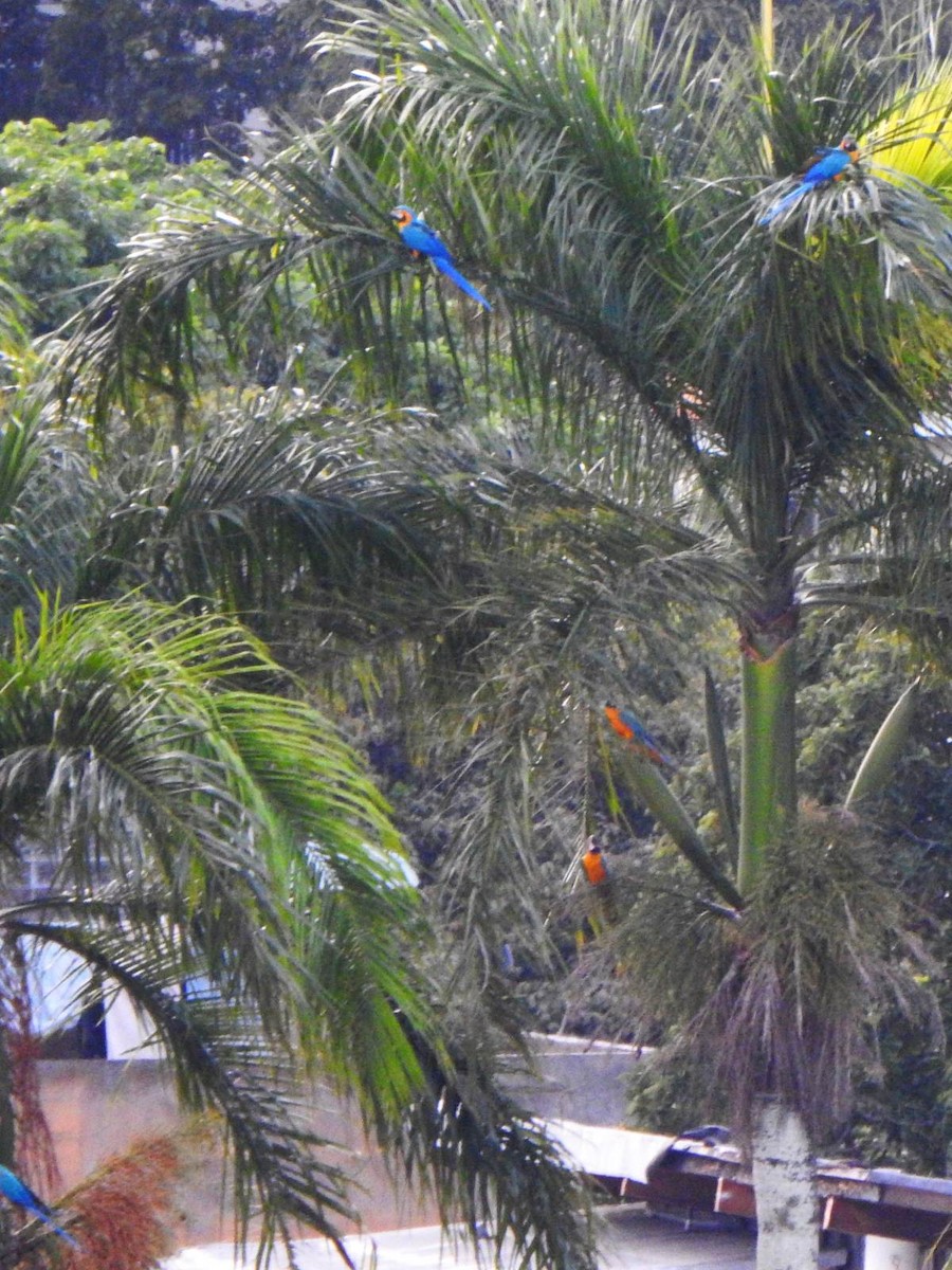 Blue-and-yellow Macaw - ML647051208