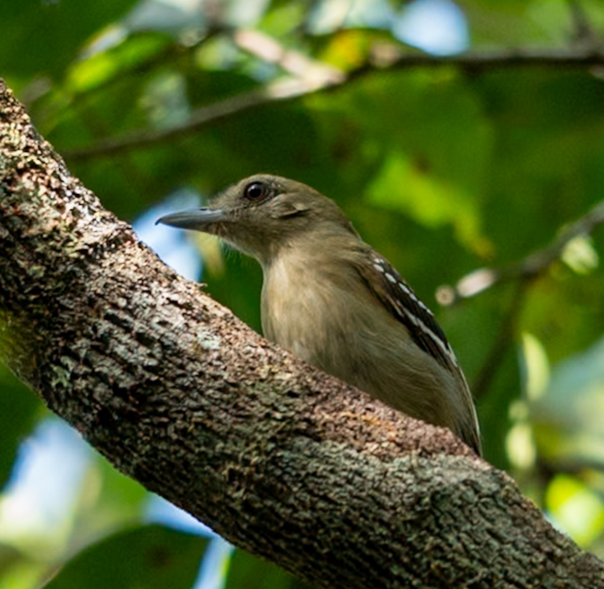 Northern Slaty-Antshrike - ML647051210