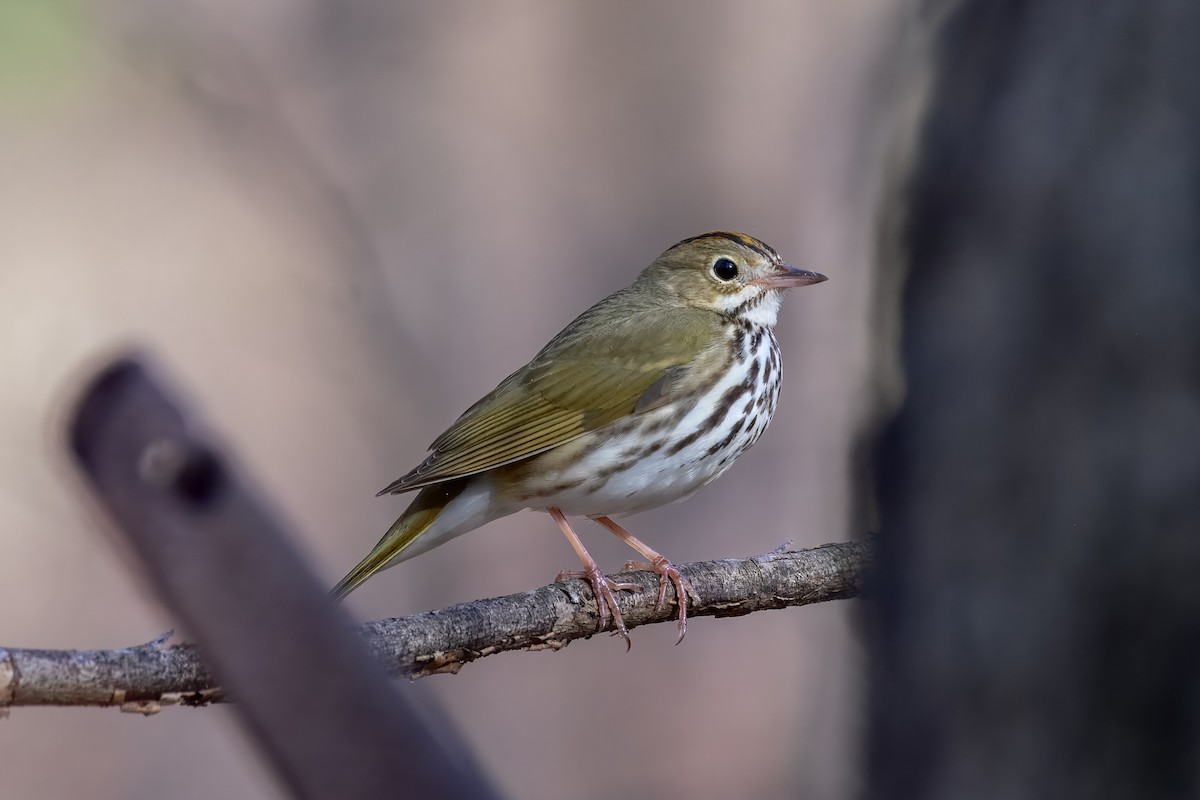 Ovenbird - ML647051215