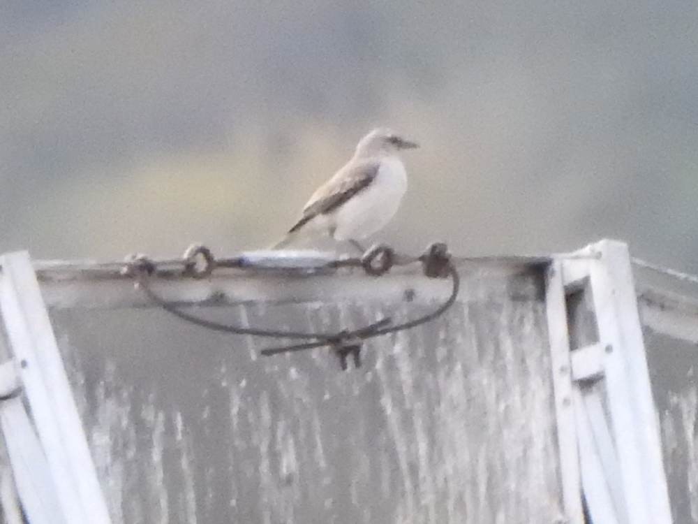 Tropikal Taklitçi - ML647051217