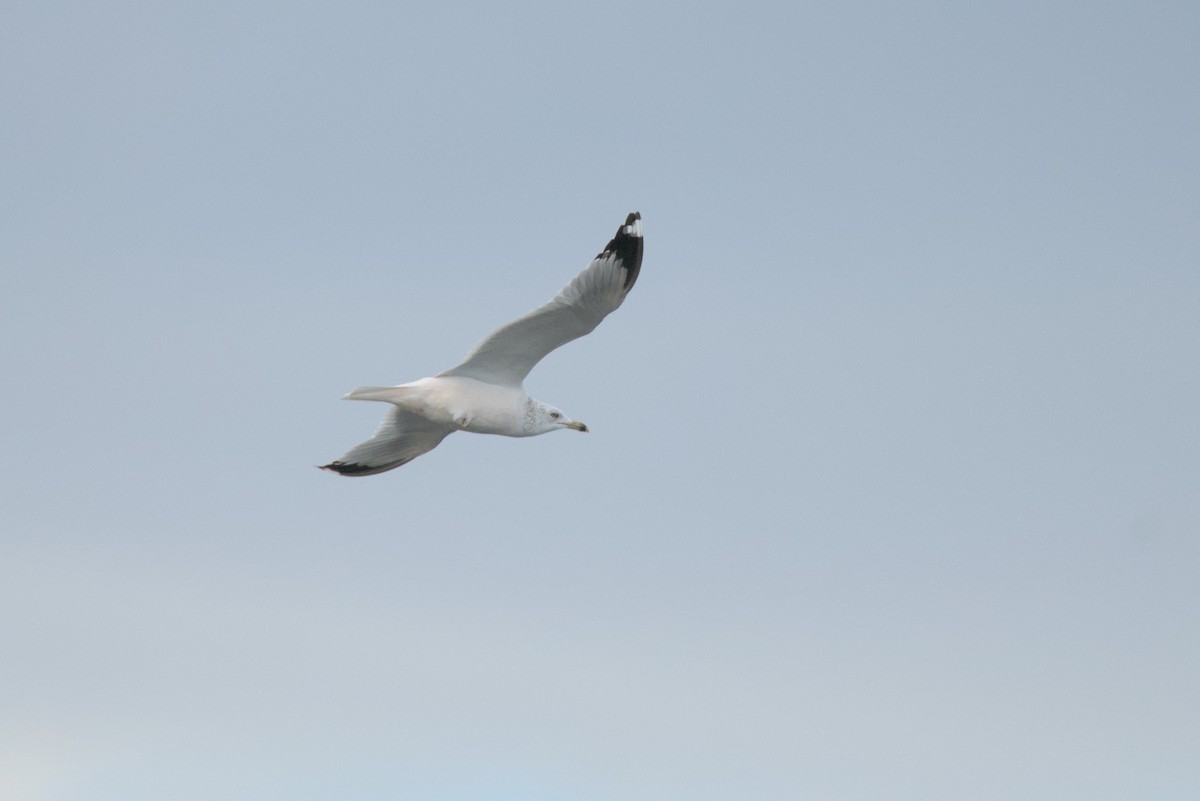 Ring-billed Gull - ML647051218