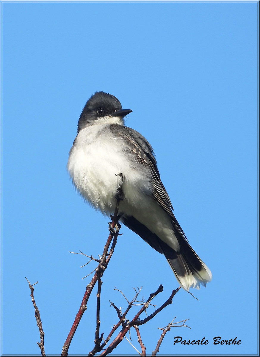 Tyran tritri - ML647051219