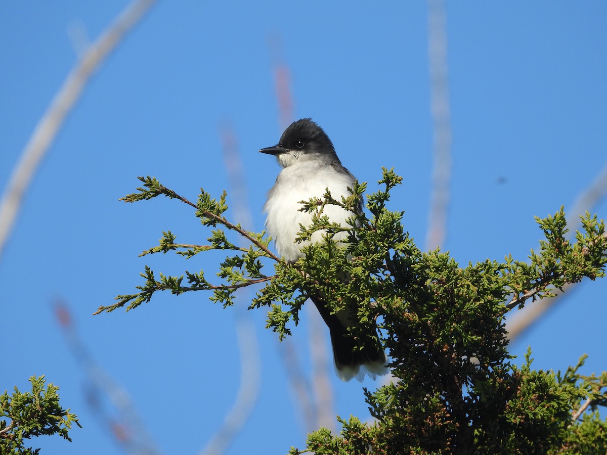 Tyran tritri - ML647051220