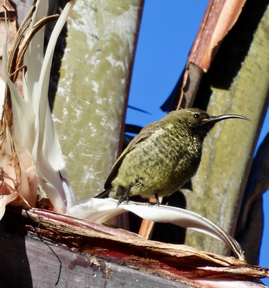 ヒガシニシキタイヨウチョウ - ML647051221