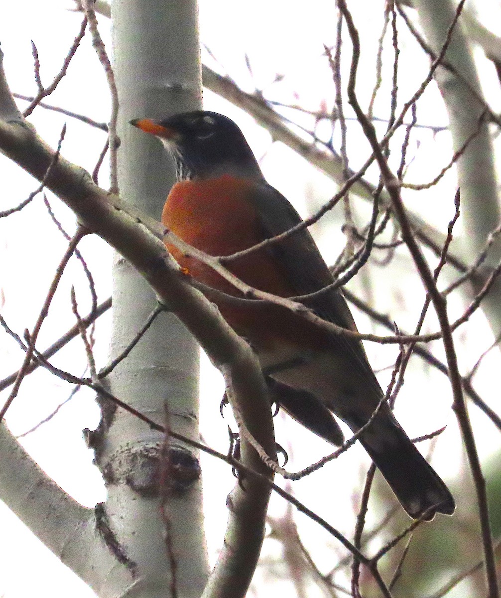 American Robin - ML647051235