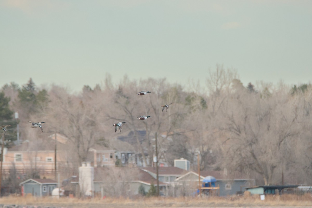 Northern Shoveler - ML647051237