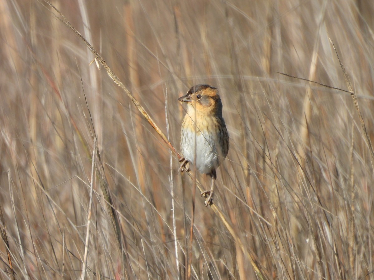 Chingolo de Nelson - ML647051238