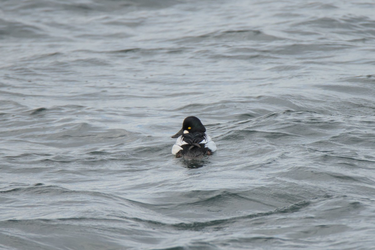 Common Goldeneye - ML647051239