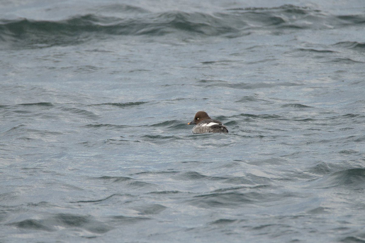 Common Goldeneye - ML647051240