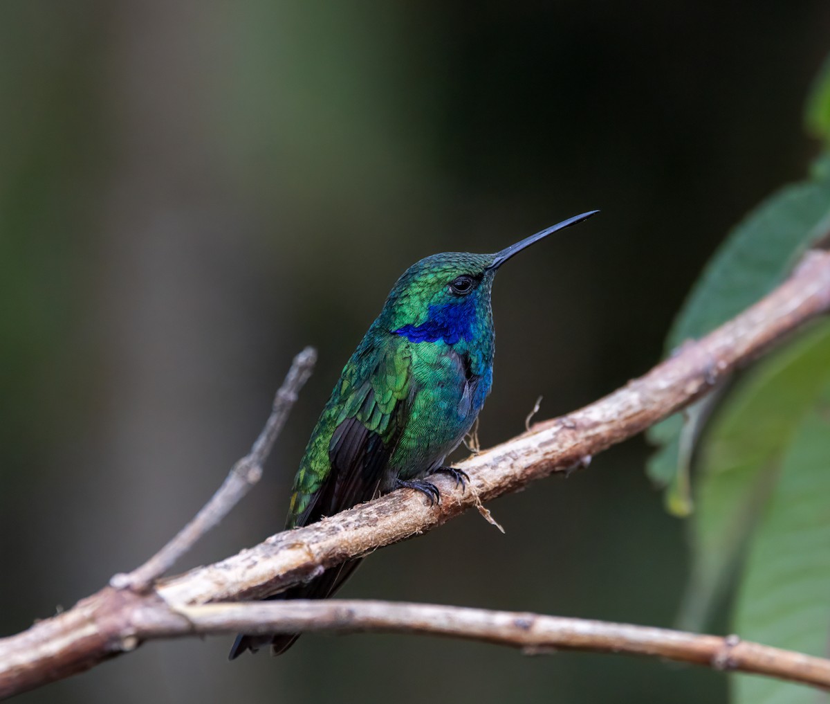 Sparkling Violetear - ML647051242