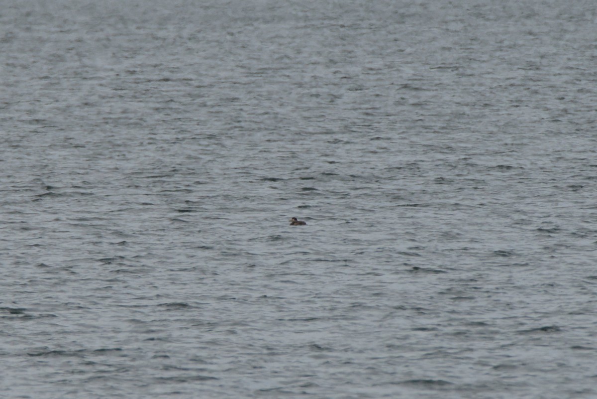 brilleand - ML647051243