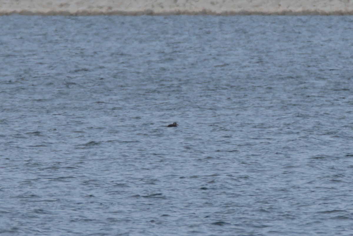 brilleand - ML647051244