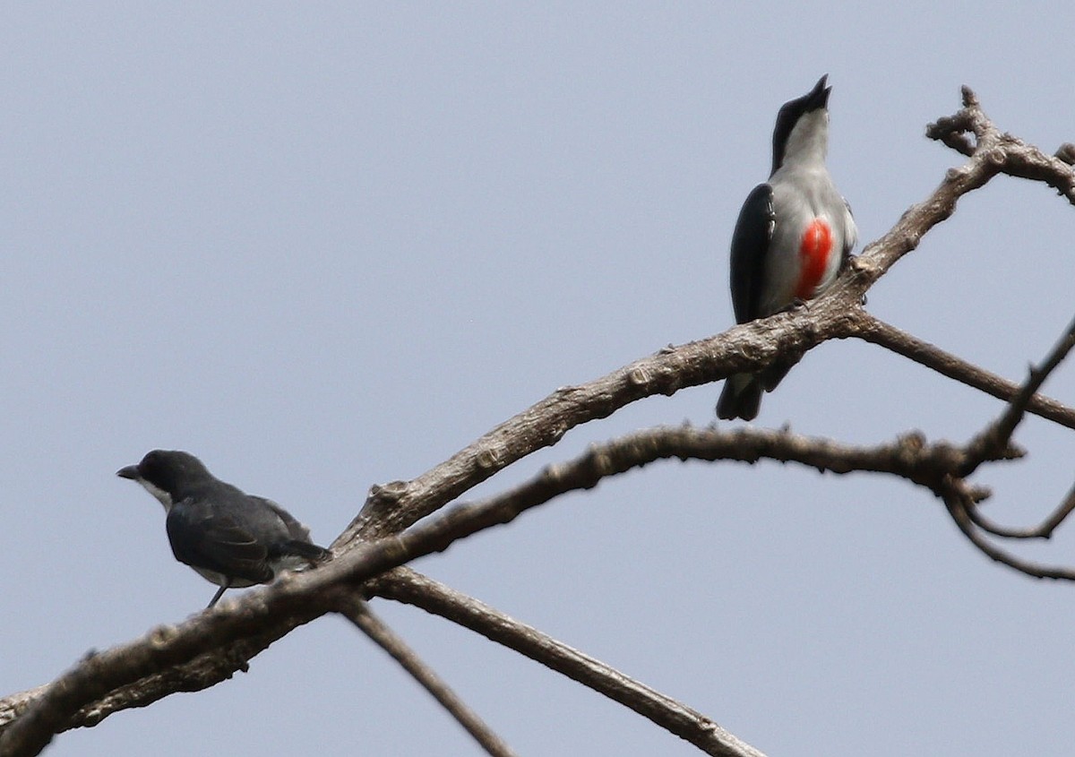 Red-keeled Flowerpecker - ML647051245