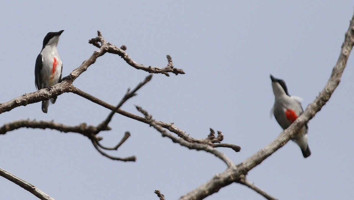 Red-keeled Flowerpecker - ML647051246