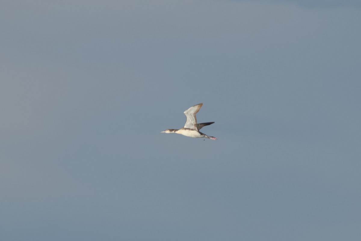 Common Loon - ML647051262