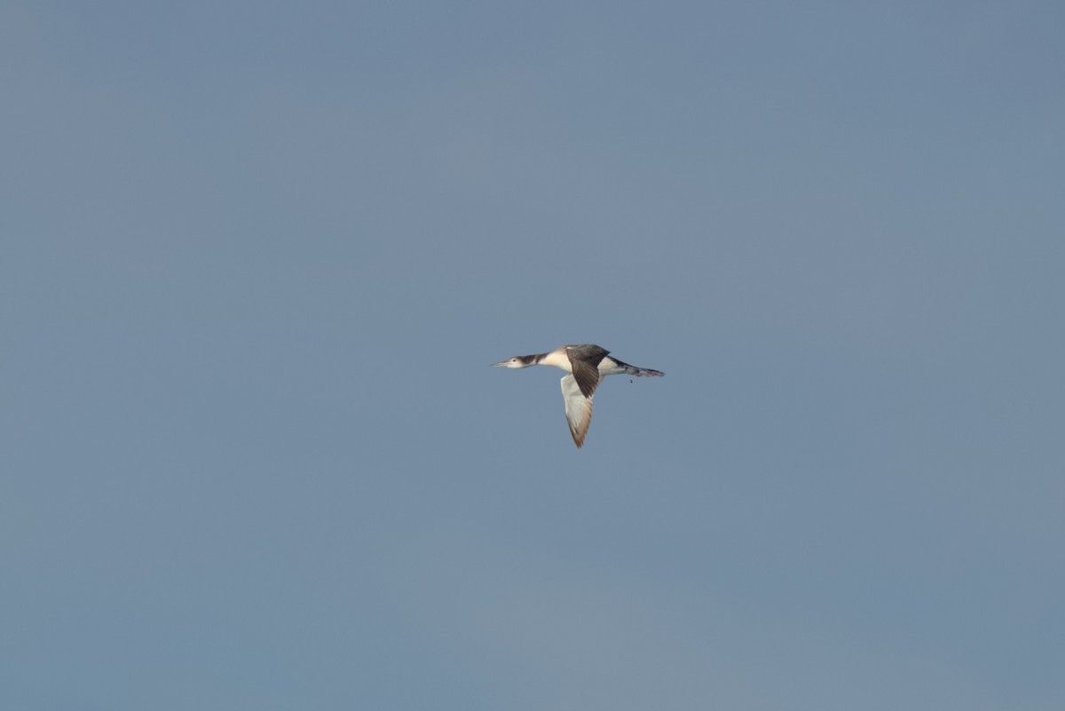 Common Loon - ML647051263