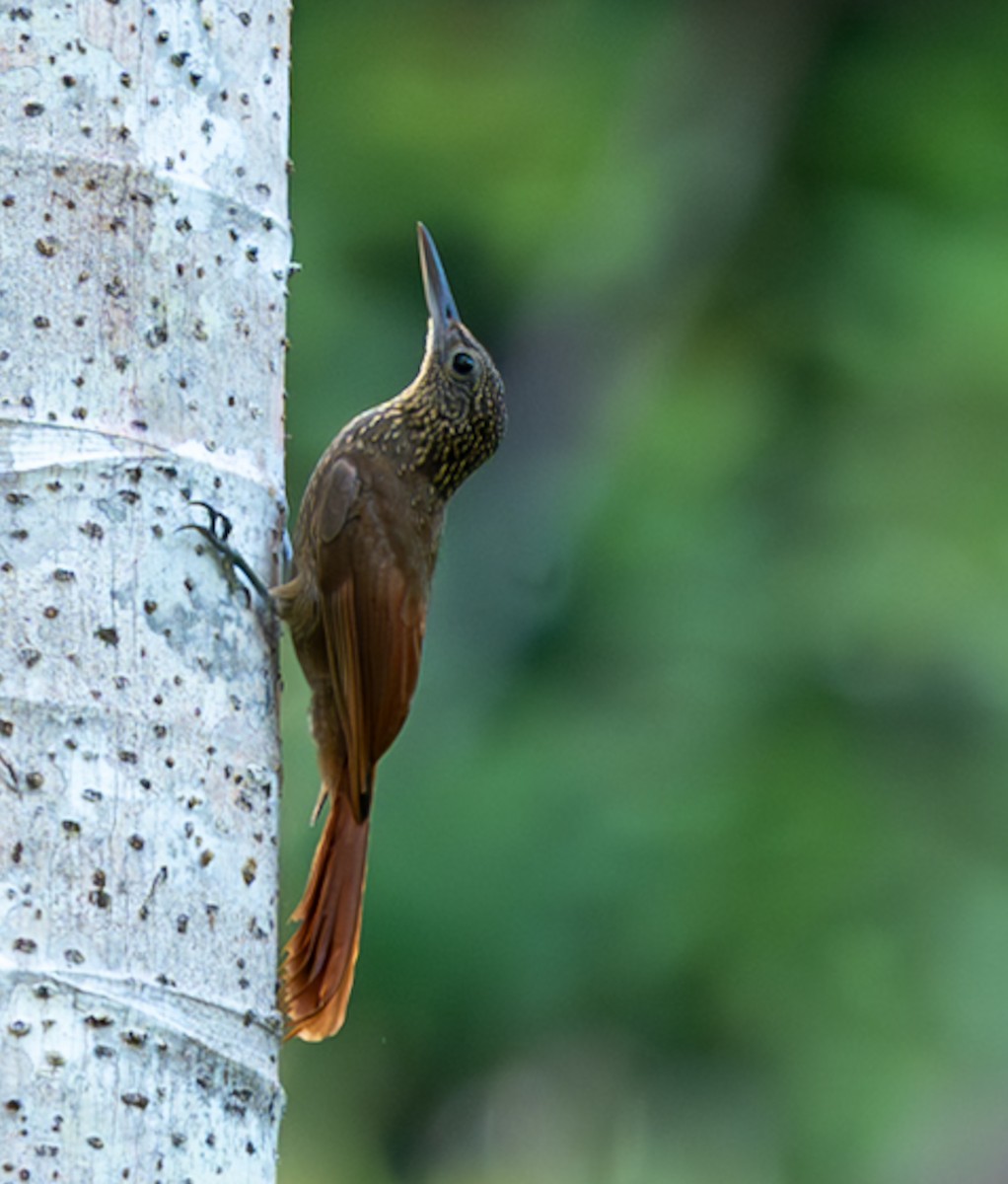 Chestnut-rumped Woodcreeper - ML647051264
