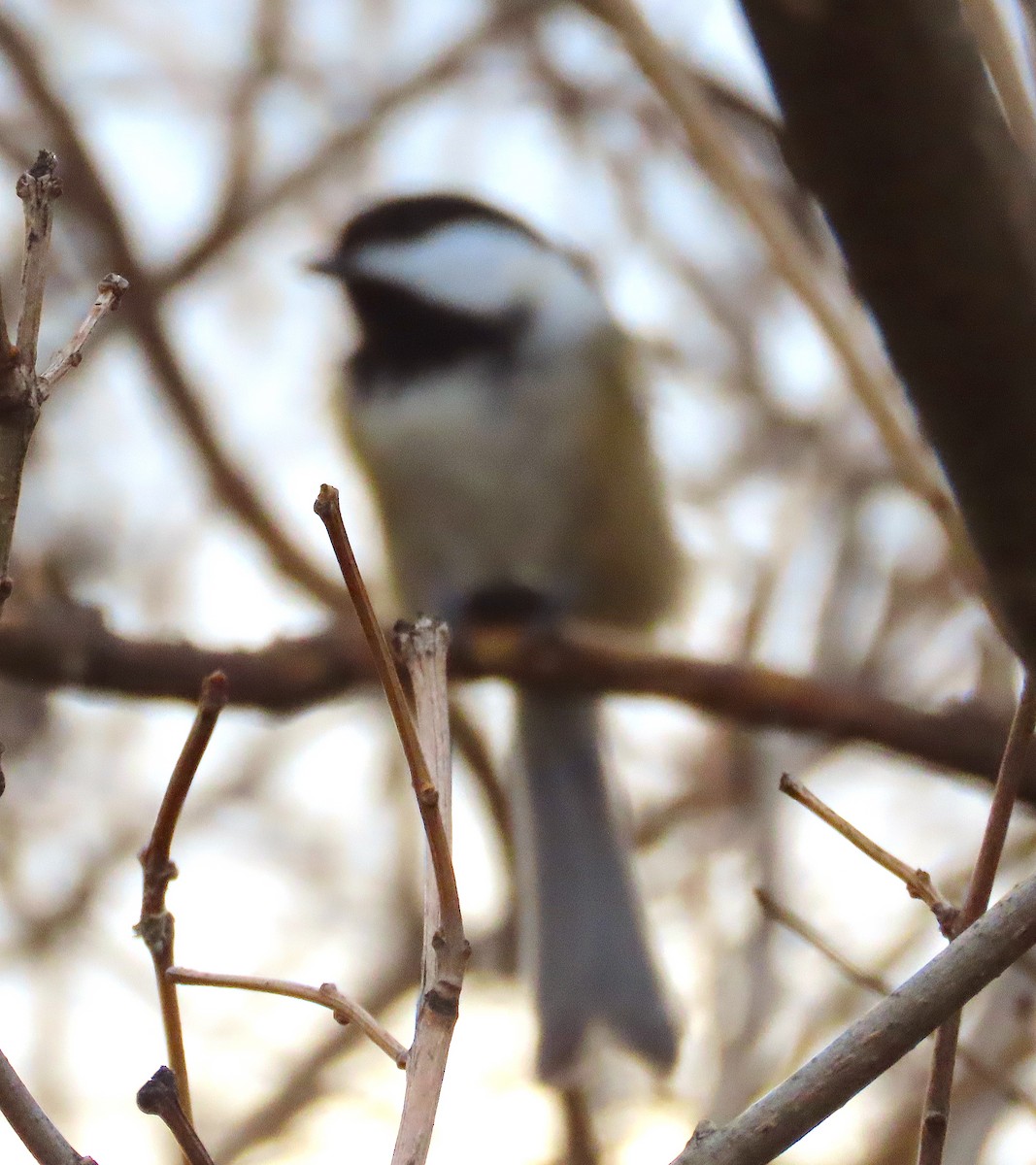 Black-capped Chickadee - ML647051265