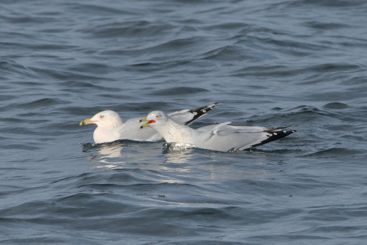 Ring-billed Gull - ML647051267