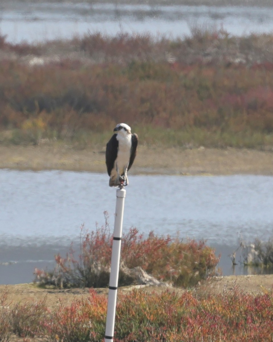 Скопа західна - ML647051268