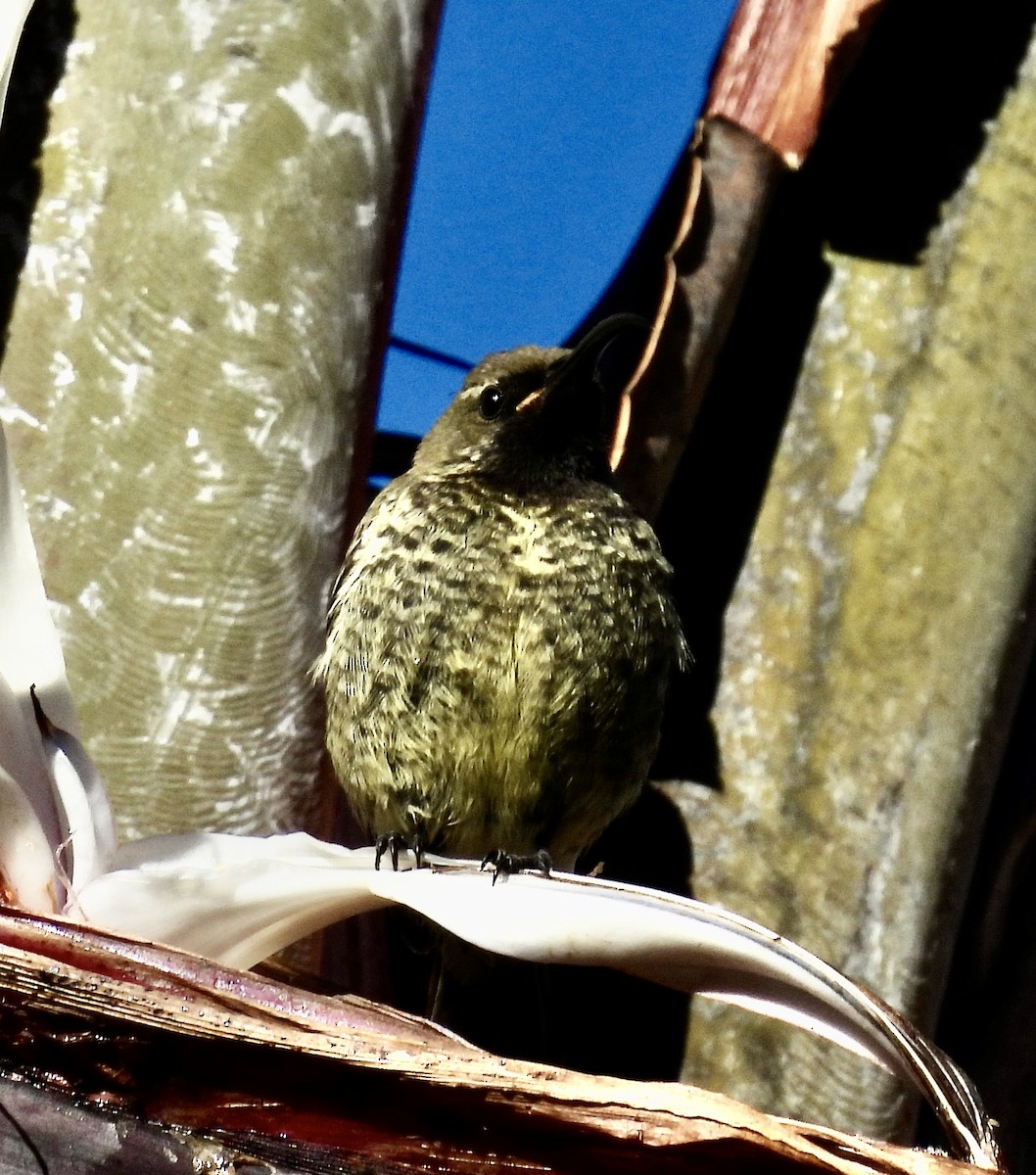 ヒガシニシキタイヨウチョウ - ML647051271