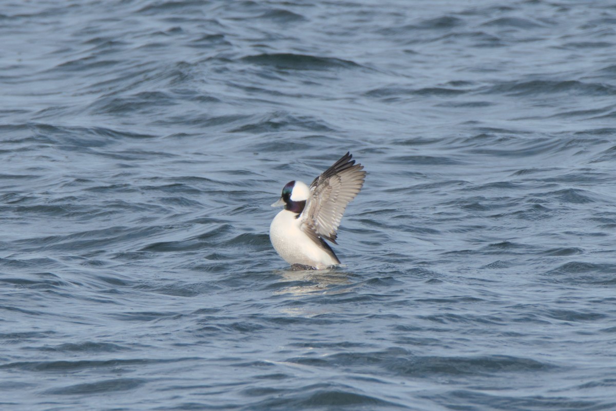 Гоголь-головастик - ML647051275