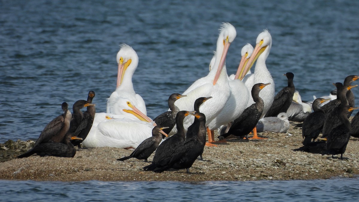 kormorán ušatý - ML647051281