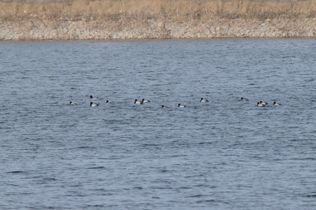 Lesser Scaup - ML647051285