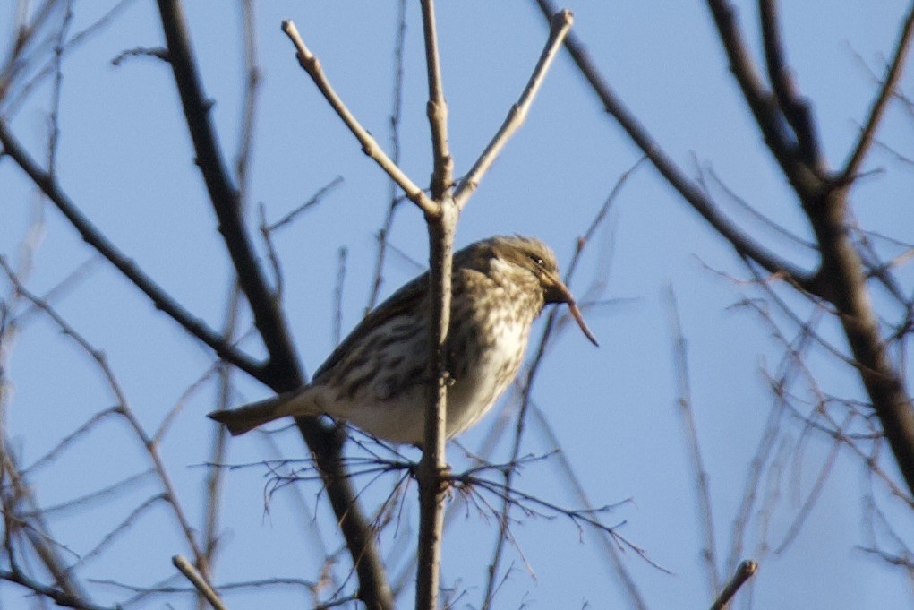 Roselin pourpré - ML647051291