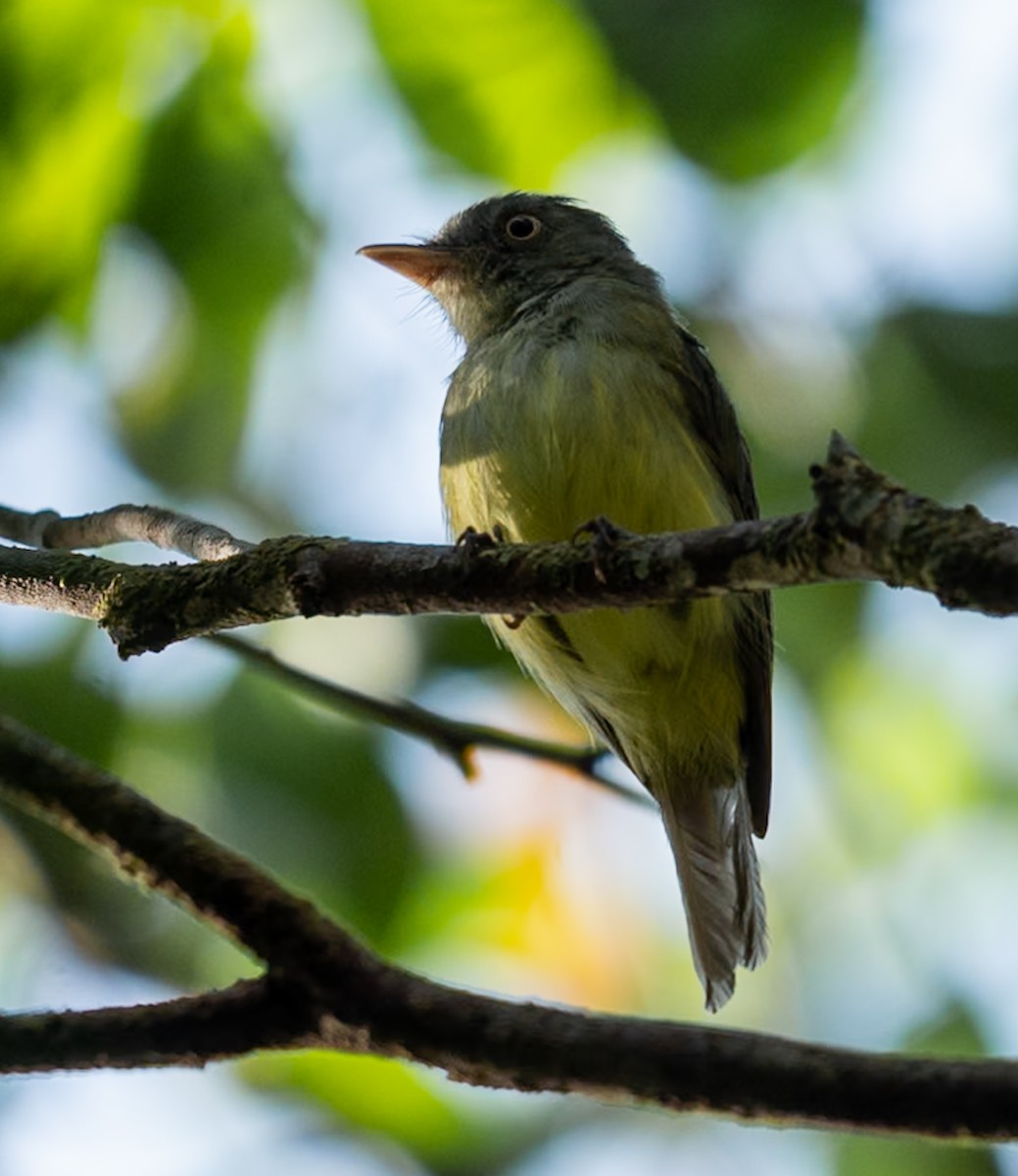 Saffron-crested Tyrant-Manakin - ML647051292