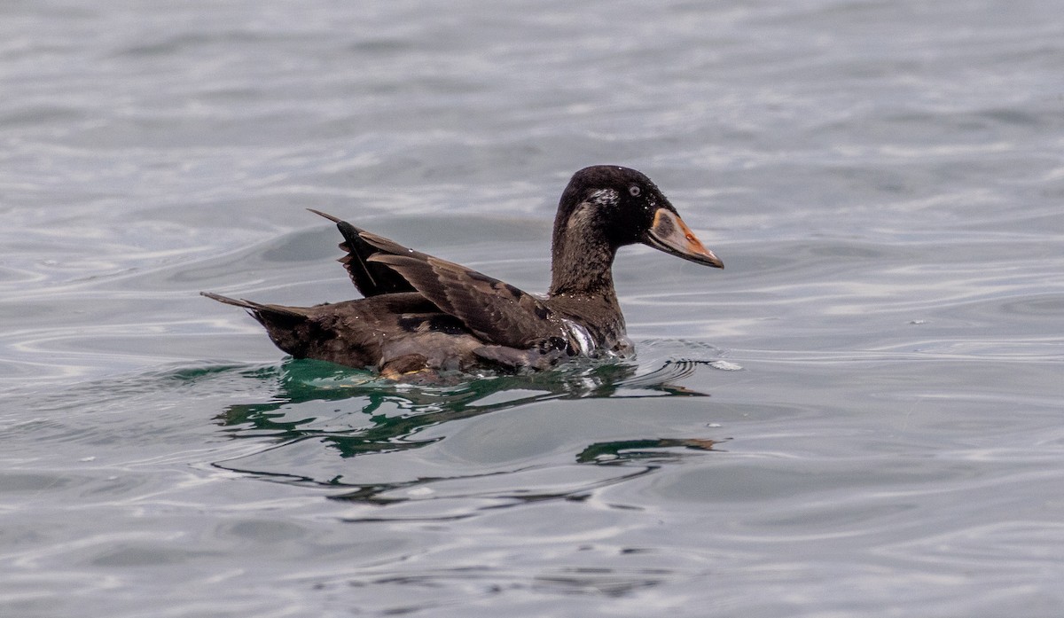 Surf Scoter - ML647051293