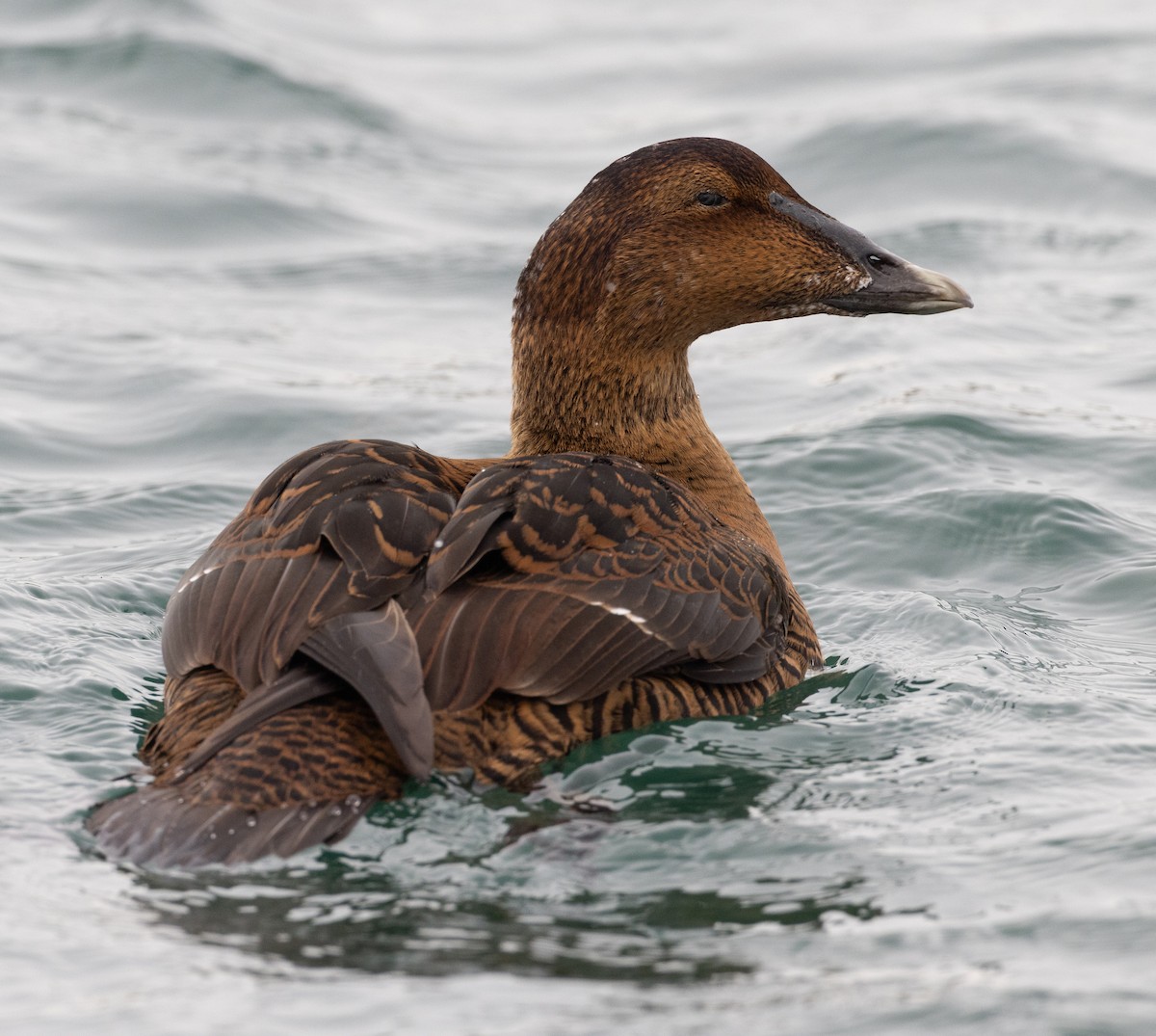 Edredone - ML647051323