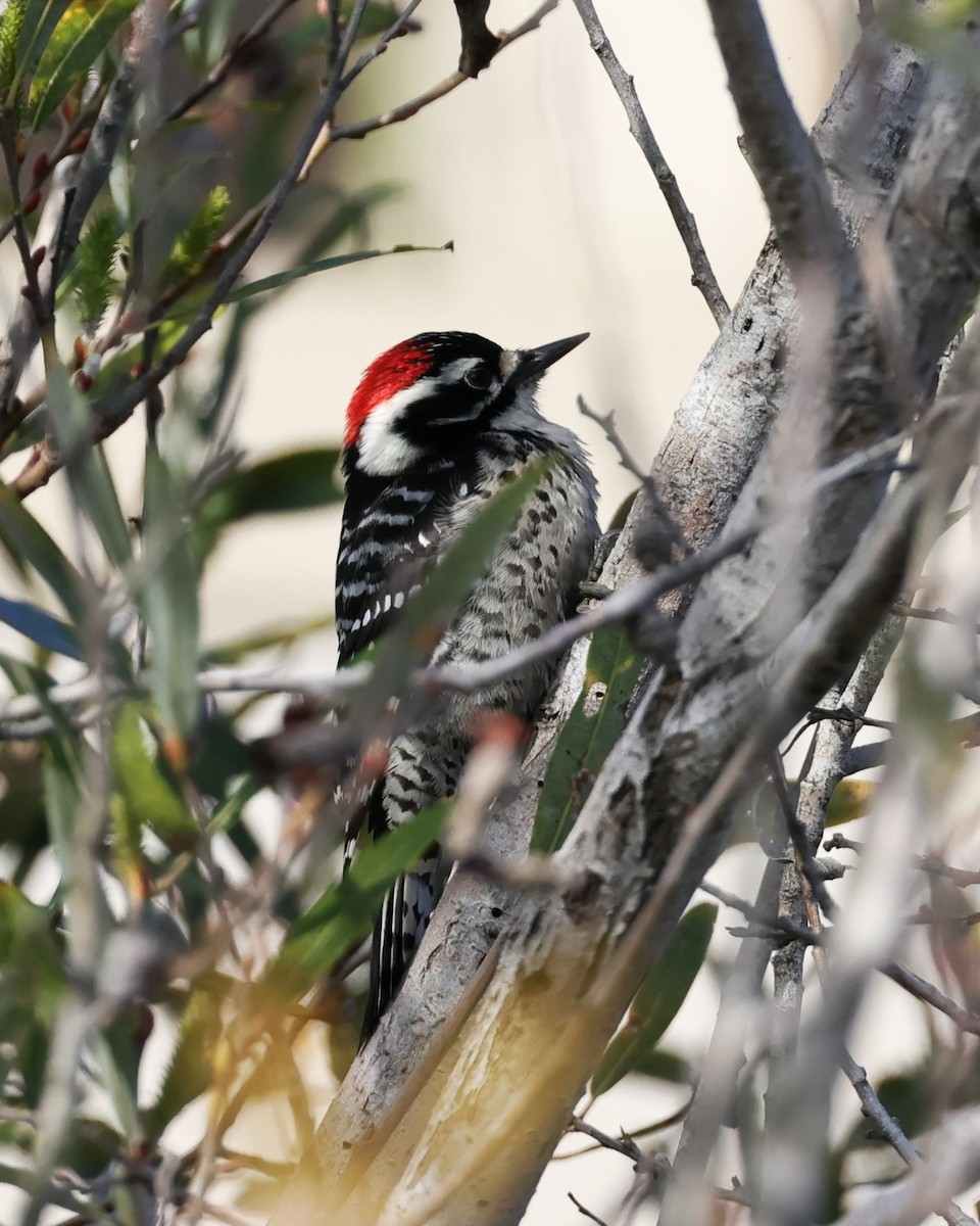 Nuttall's Woodpecker - ML647051324