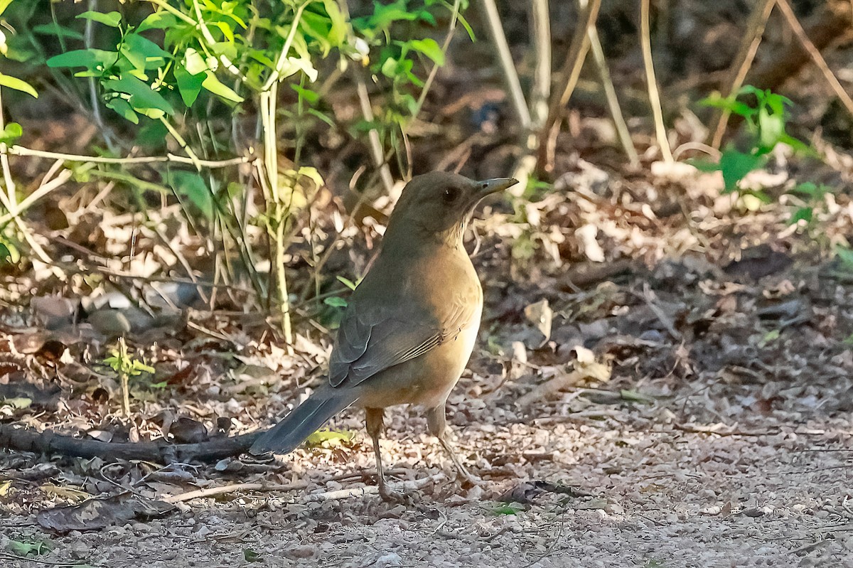 Merle fauve - ML647051325