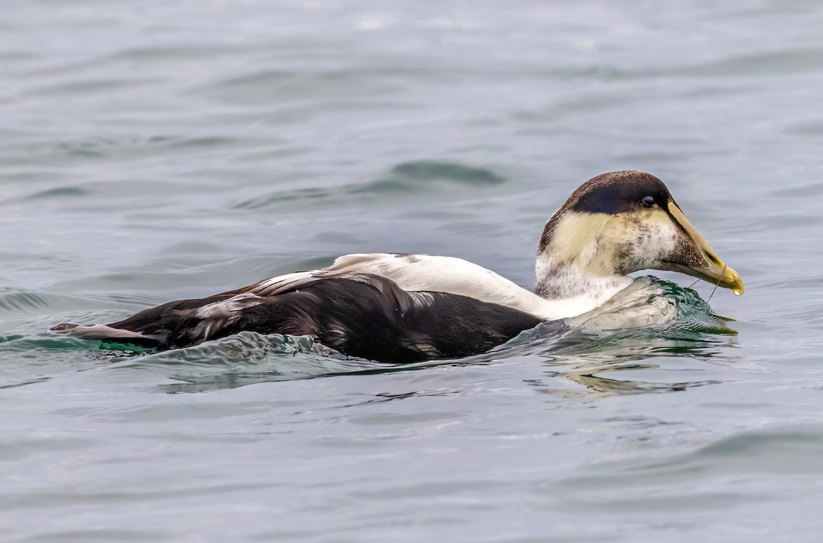 Edredone - ML647051327