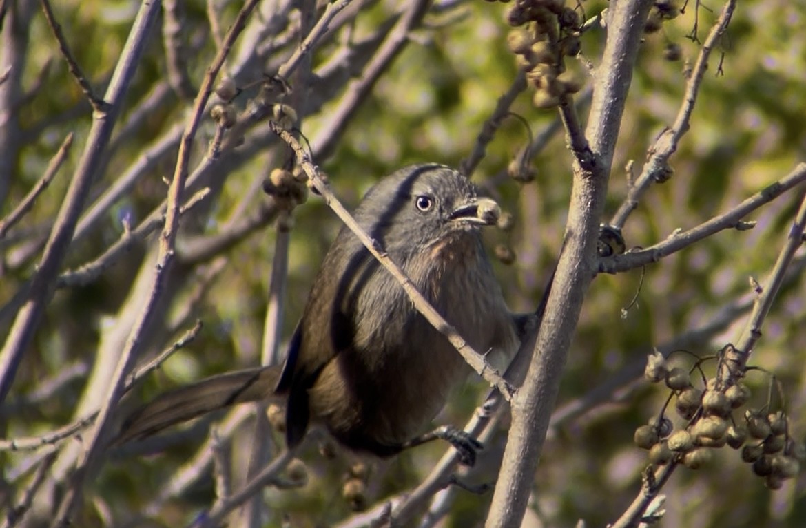 Wrentit - ML647051330