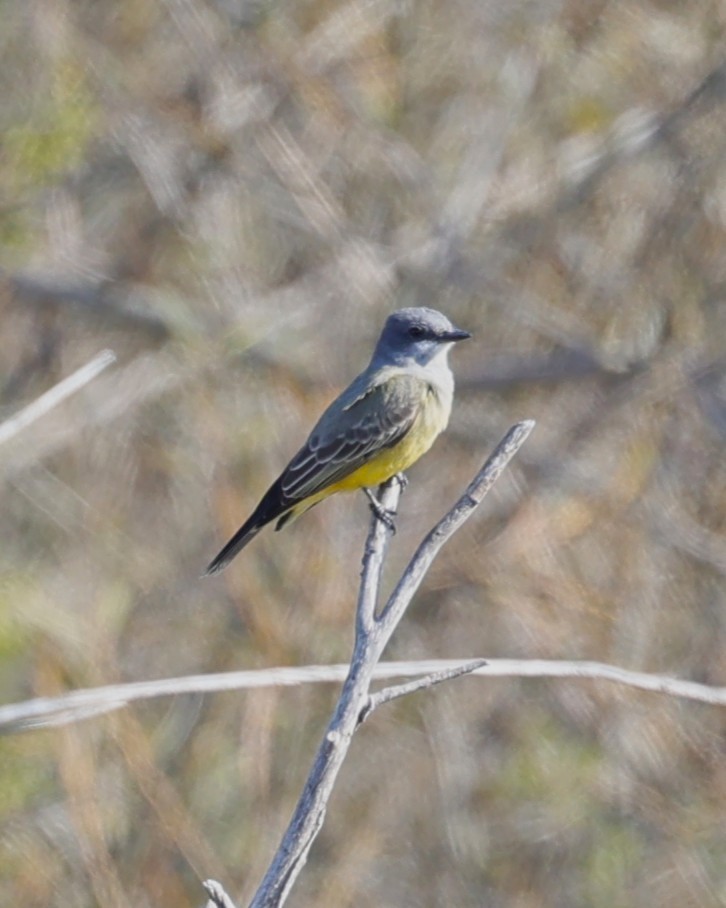 krattkongetyrann - ML647051335