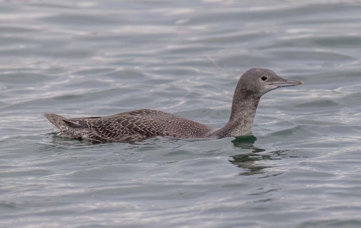 Strolaga minore - ML647051342