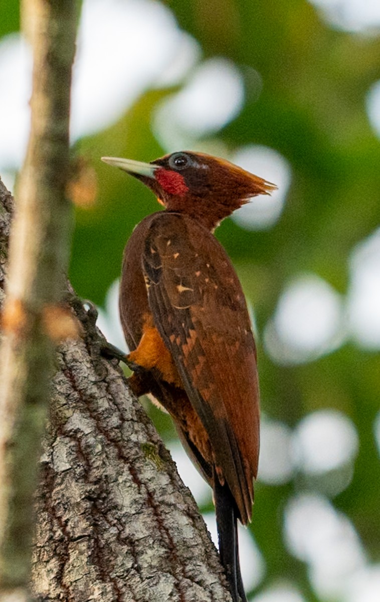 Chestnut Woodpecker - ML647051343