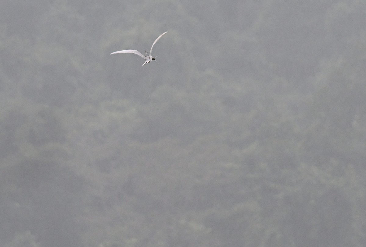 River Tern - ML647051346