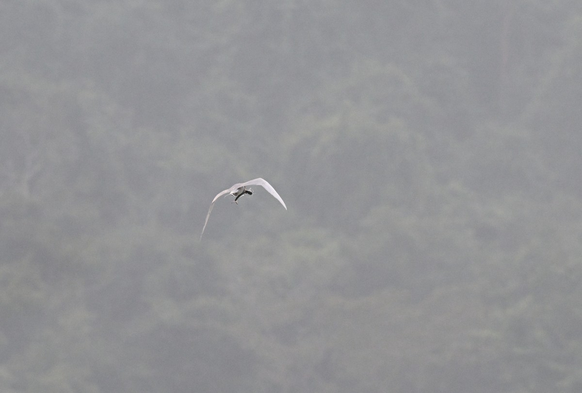 River Tern - ML647051347