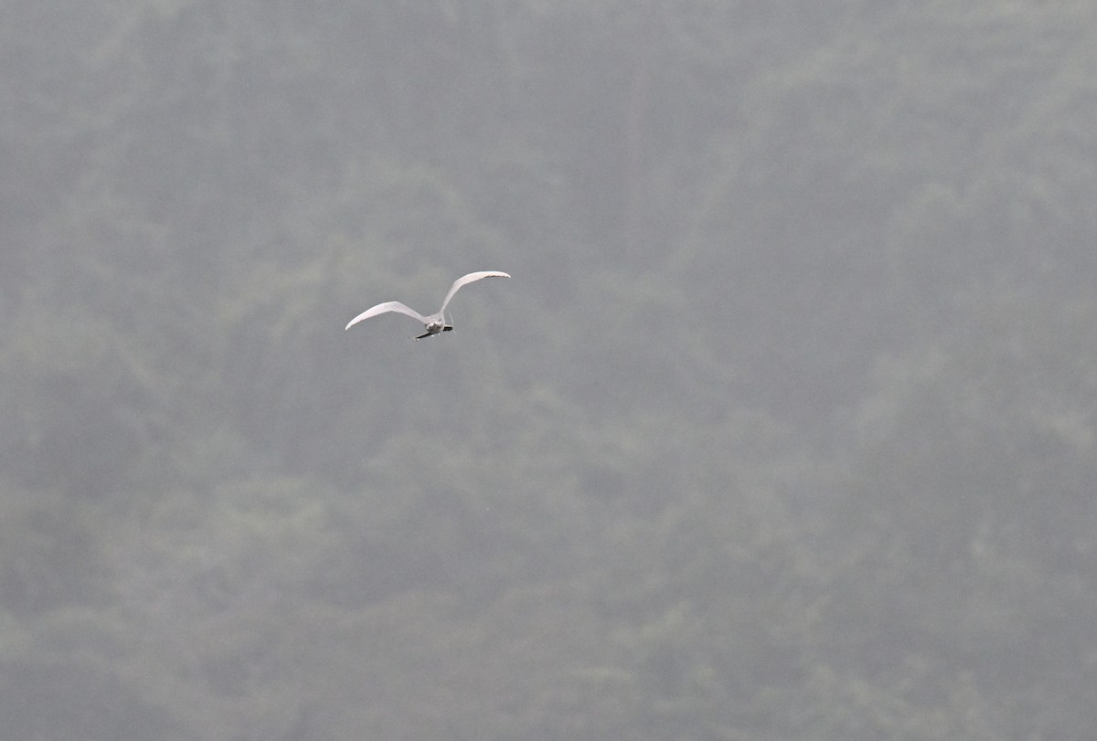 River Tern - ML647051348