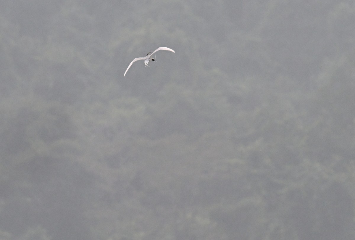 River Tern - ML647051349