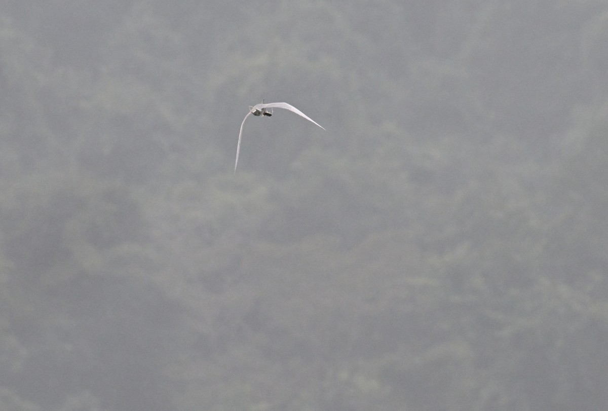 River Tern - ML647051350