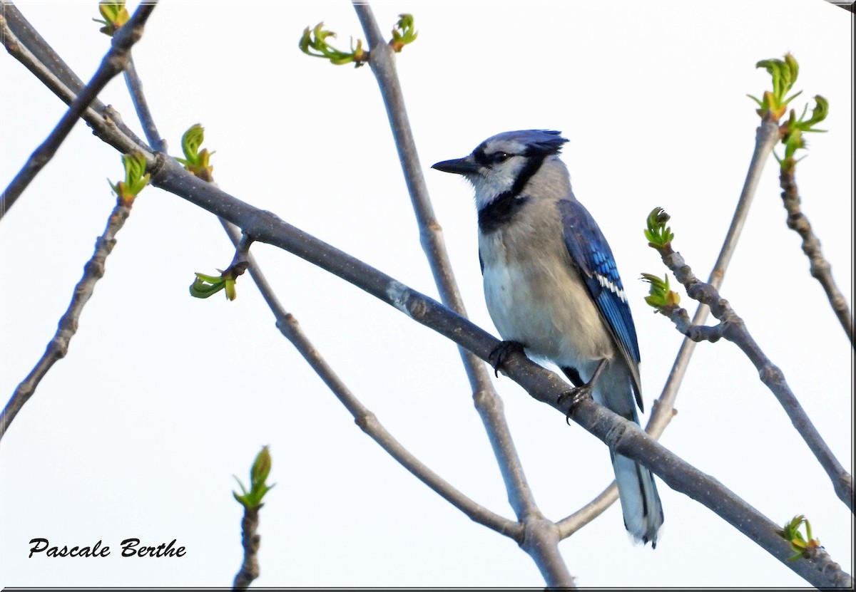 Blue Jay - ML647051354